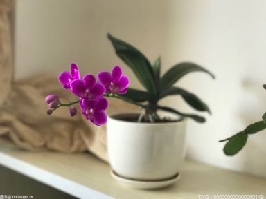 薰衣草什么时候才会开花呢?