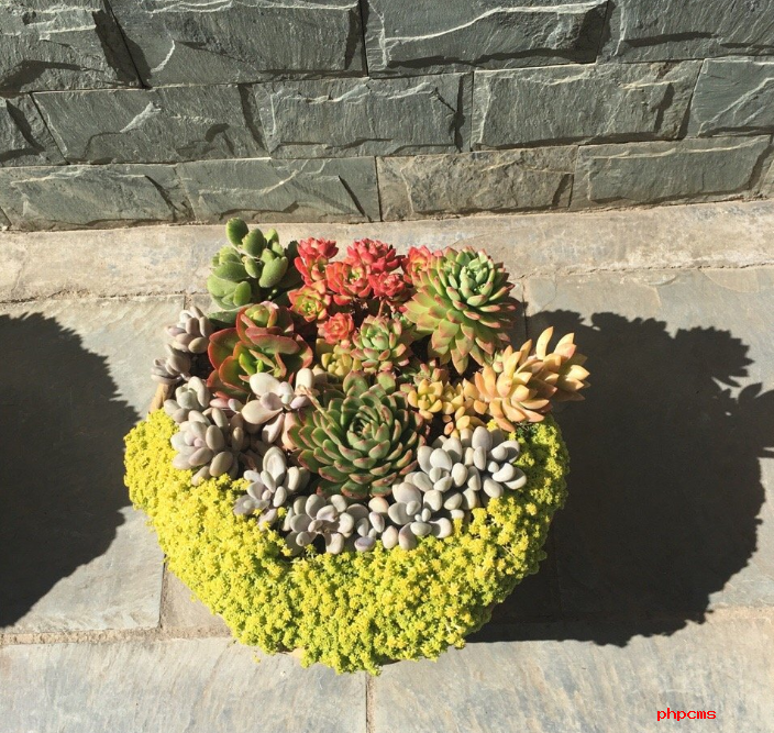 多肉怎么养？胖胖的才可爱