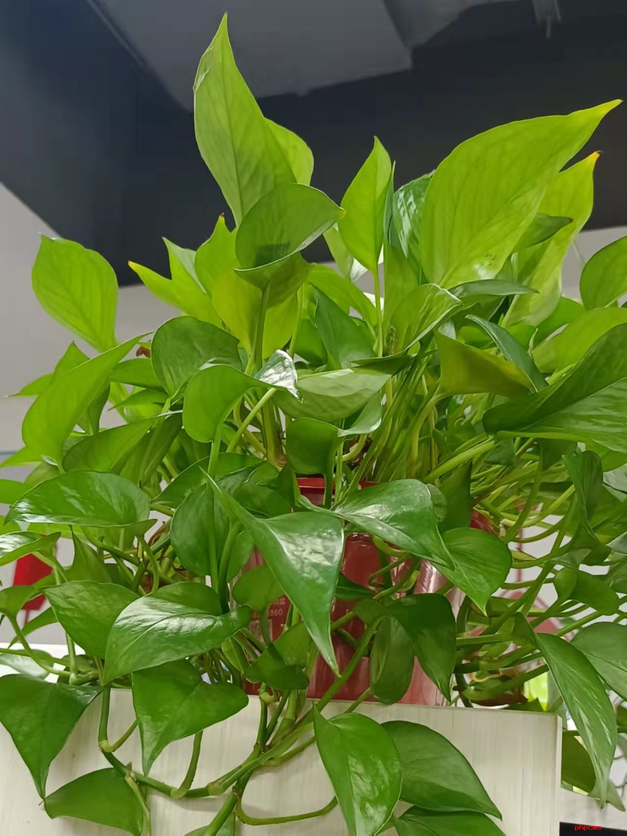 室内养殖的绿萝怎么安全过冬？常见误区你是不是也“中枪”了？