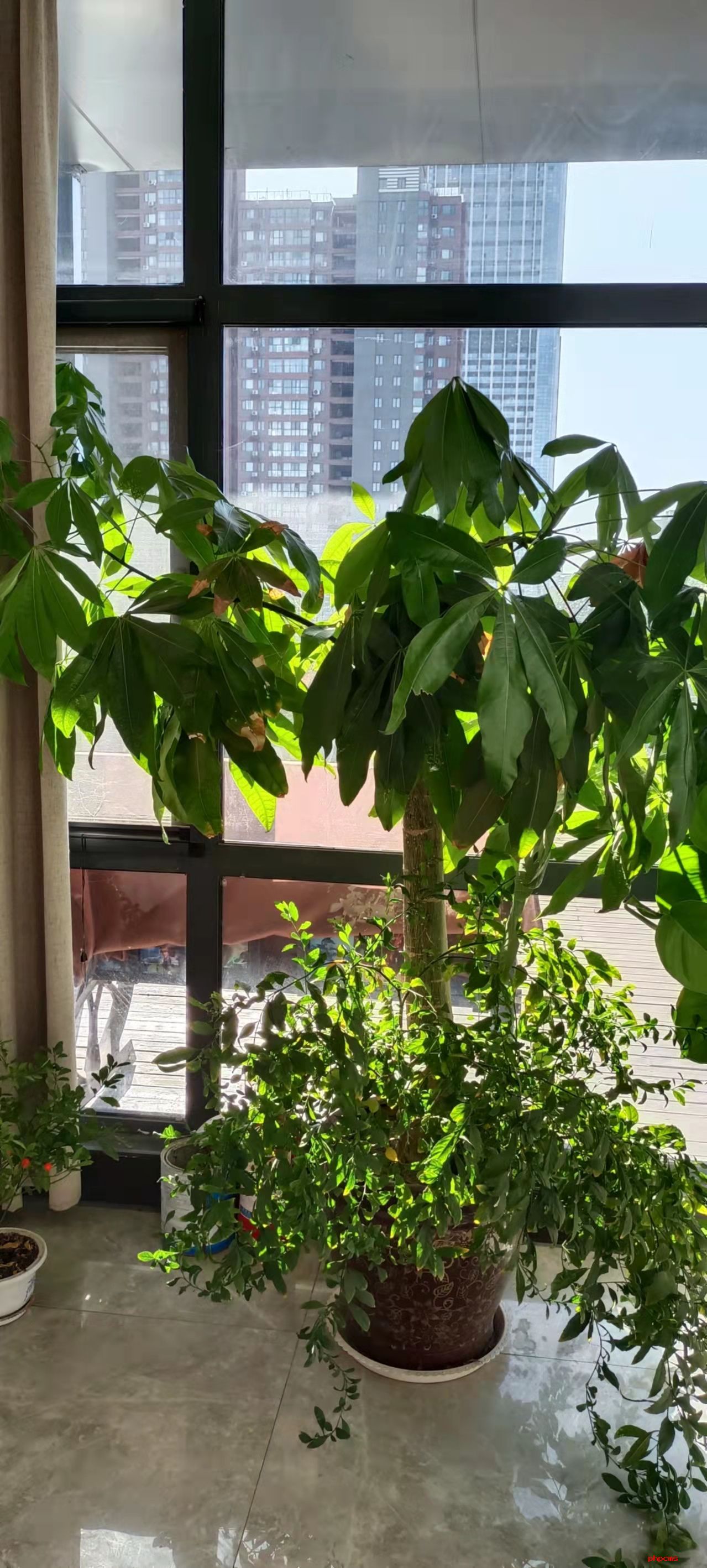 室内不能摆放哪些植物？室内盆栽的风水禁忌